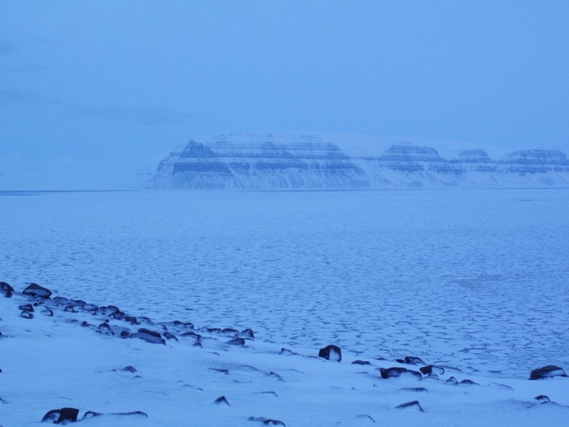 Iced fjord in dim light